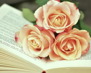 More Than Just Objects: Australian Booksellers Warn of Rare Books for AI