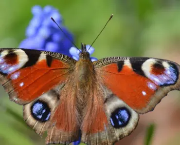 iOS 26’s Wallet App Finally Gets Order Tracking: 5 Easy Steps to Master the Feature