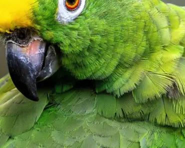 Amazon Taps Einride for 5 Electric Semi Truck Innovations to Scale Delivery Capacity