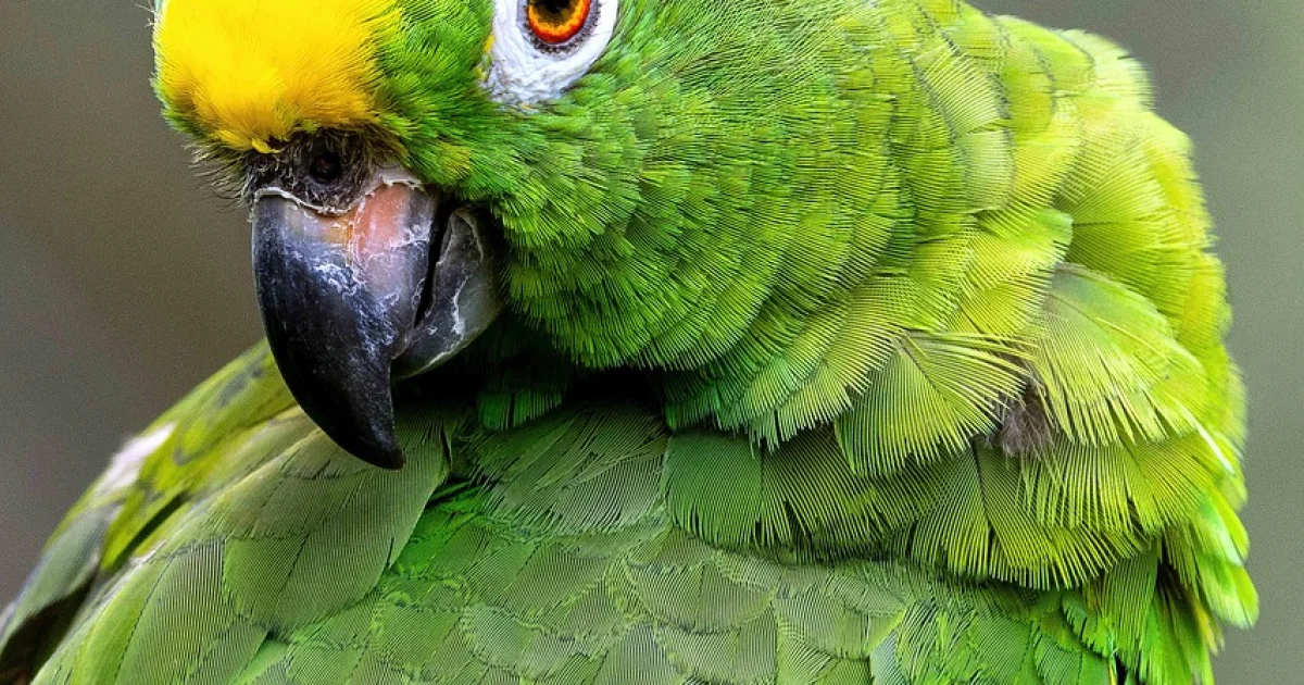 amazon middle mile delivery