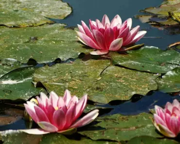 Anthropic Claude Code Subscribers Face Extra Costs for OpenClaw Usage