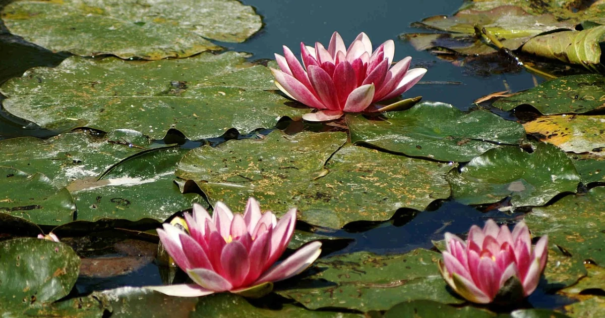 anthropic claude code subscribers