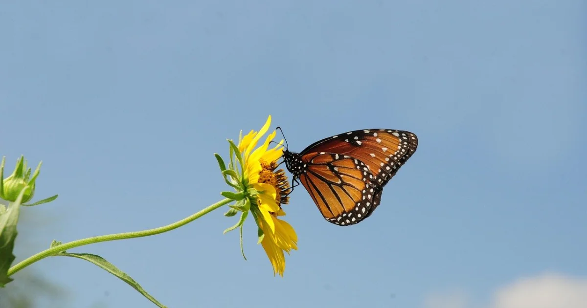 monarch tractor collapse