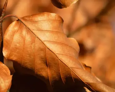 “5 Things We Loved, 3 Things We Hated About Invincible Season 4”