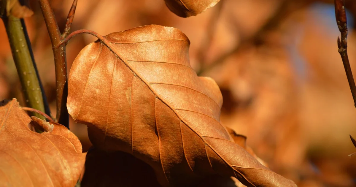 invincible season 4 review