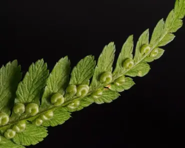 A Live-Action ‘FernGully’ Remake Is Ready for the Post-‘Avatar’ World