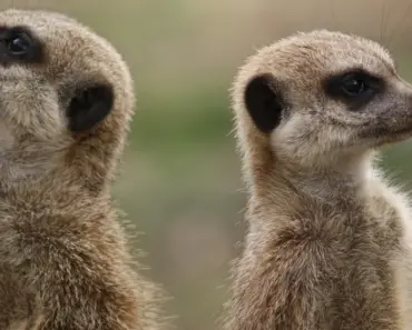 Apple Fixes Shocking Bug That Let FBI Recover Deleted Signal Messages