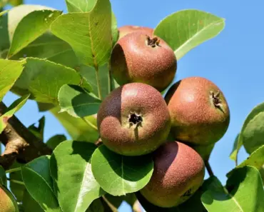 BNP Paribas hikes Apple stock target, cites memory shortage opportunity