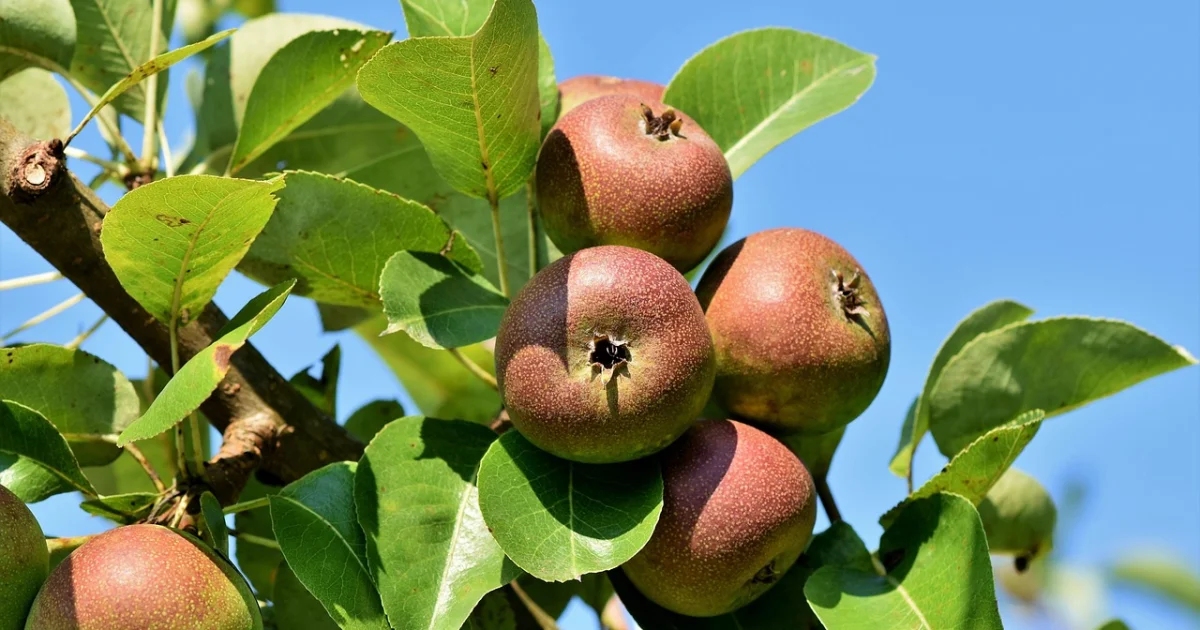 apple memory shortage opportunity