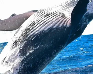 App host Vercel says it was hacked and customer data stolen