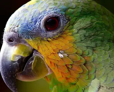 Meet Bruce, the Amazing Beak-Jousting Parrot: 9 Feats of Fowl Finesse