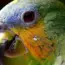 Meet Bruce, the Amazing Beak-Jousting Parrot: 9 Feats of Fowl Finesse