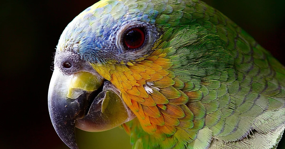 Meet Bruce, the Amazing Beak-Jousting Parrot: 9 Feats of Fowl Finesse
