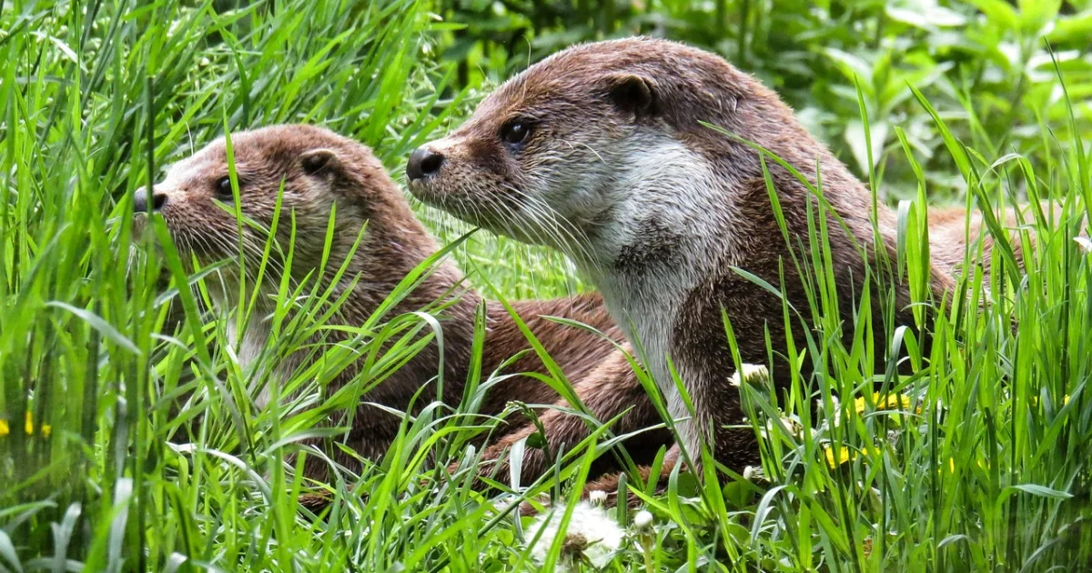 percussive maintenance