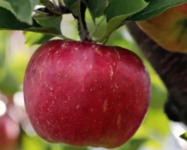 Score the Best Apple AirTag Deal: 5 Ways to Get a First Gen Four-Pack for $56.99