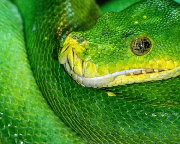 5 Free Ways to Host a Python Application