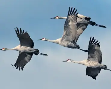 Why Snowflake is no longer just a data warehouse