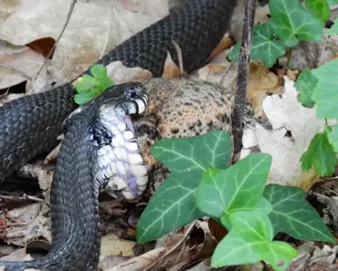 Android Apps Impacted by NGate Malware: HandyPay, NFC Apps Exposed