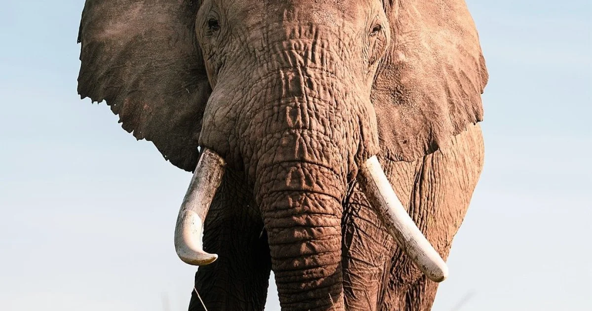 air trunk india data