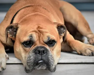 The Cable Guy: How to Network a Continent