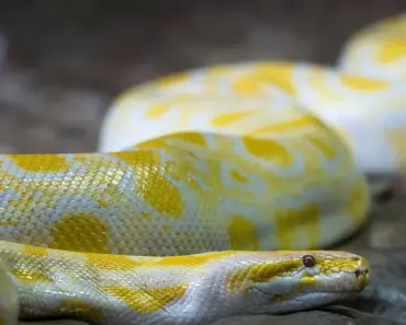 Unlocking the Magic of Python Decorators: 7 Essential Concepts to Elevate Your Coding…