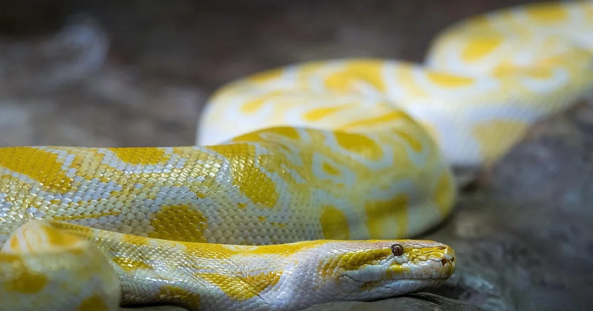 Unlocking the Magic of Python Decorators: 7 Essential Concepts to Elevate Your Coding…
