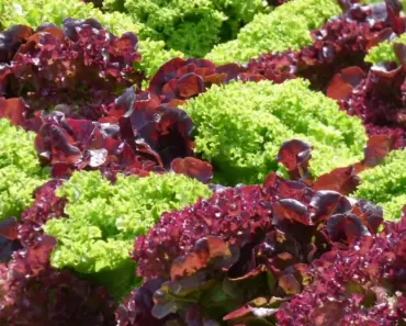 Trying To Build Your Own Consumer-Grade Router In 2026