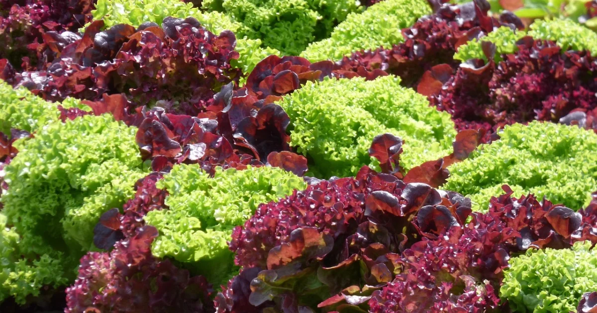 build your own router