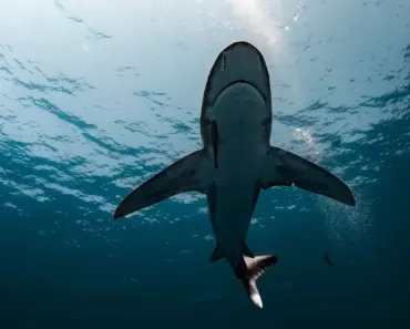 Great white sharks are overheating