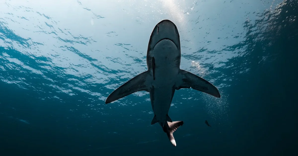 great white shark overheating