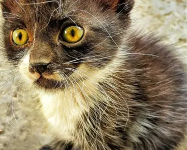 Forget Samsung Galaxy S26, Google Pixel 10 Pro Hits a Black Friday Low With No Trade-In Required