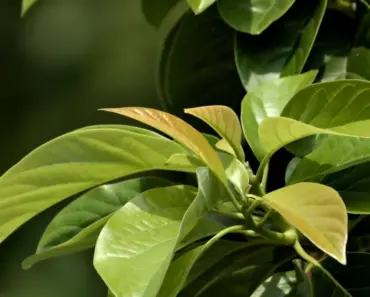 The Unstoppable Google – Wired UK Magazine Issue 08.09