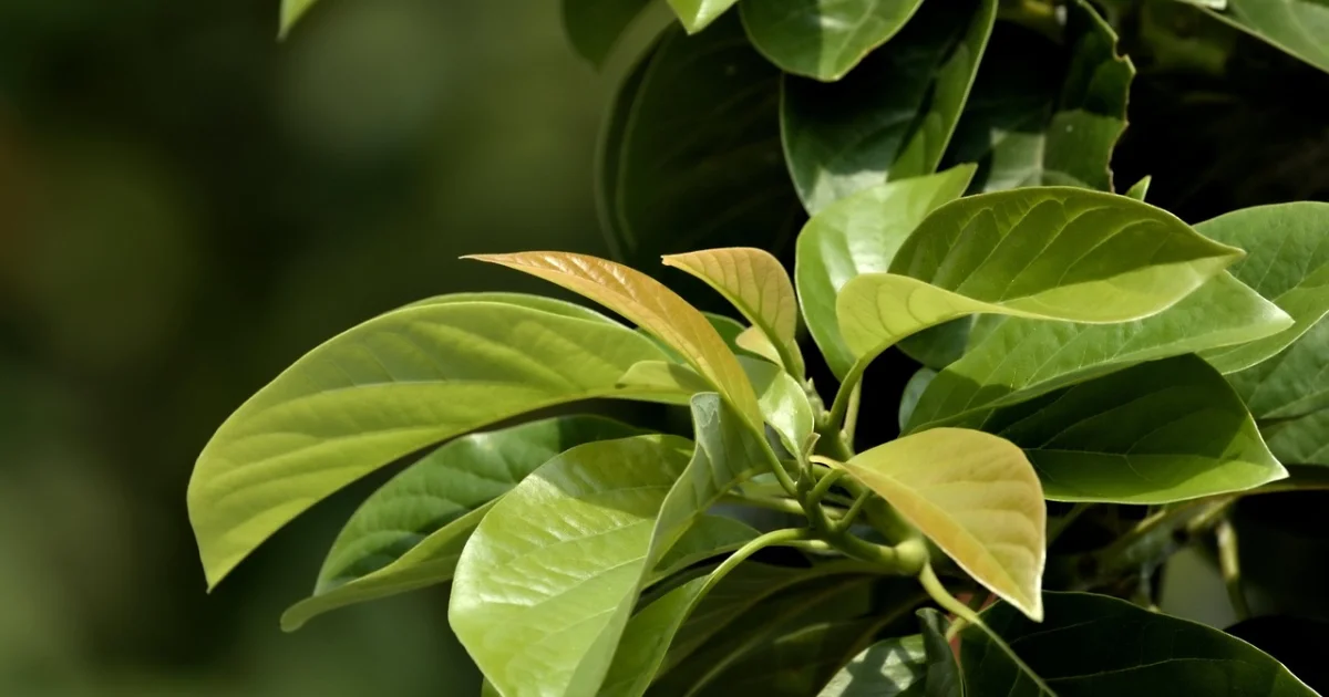 google unstoppable growth