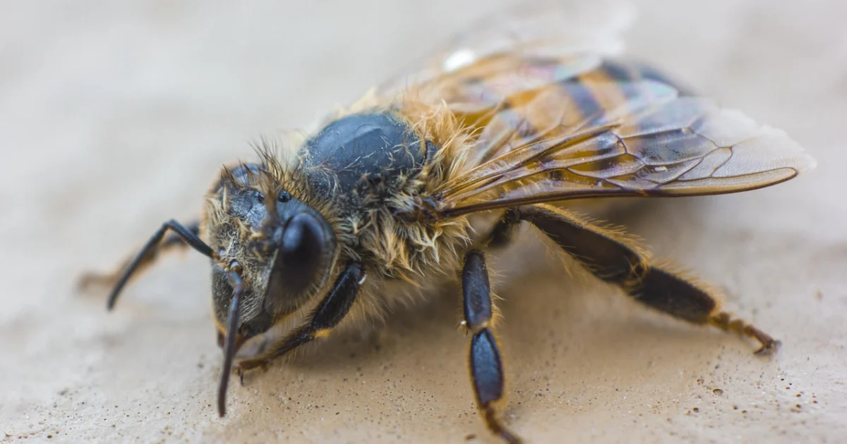 legitimate api scanning