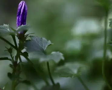 Japanet Quadruples $200M Fund After Smart Bets on Anthropic and xAI Pay Off