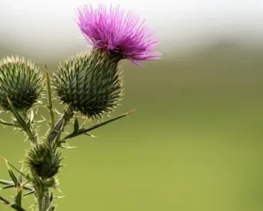 Backup power is the LEAST interesting home battery application